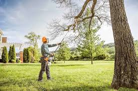 Tree and Shrub Care in Cave City, AR