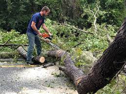 Professional Tree Care in Cave City, AR