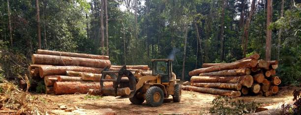 How Our Tree Care Process Works  in  Cave City, AR